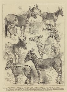 El espectáculo de burros en el Crystal Palace, algunos de los ganadores de premios
